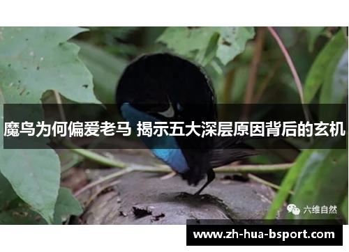 魔鸟为何偏爱老马 揭示五大深层原因背后的玄机 魔鸟为何偏爱老马 揭示五大深层原因背后的玄机